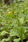 Yellow lady's slipper